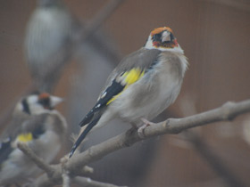 Смотреть фото Черноголовый щегол Фото Черноголовый щегол