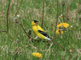 Фото Американский чиж