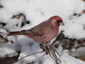 Арчовая чечевица