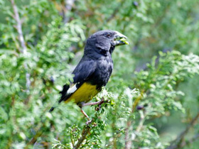 Фото Арчовый дубонос