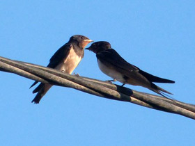 Деревенская ласточка