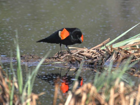 Фото Красноплечий чёрный трупиал