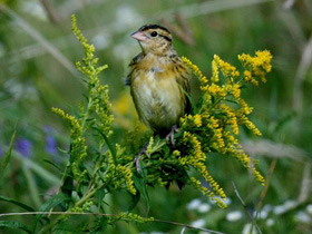 Рисовый трупиал