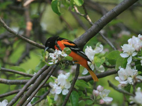 Смотреть фото Балтиморская иволга Фото Балтиморская иволга