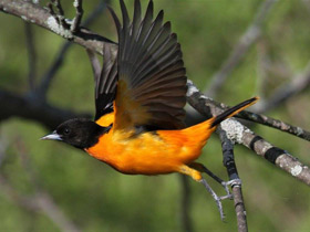 Балтиморская иволга