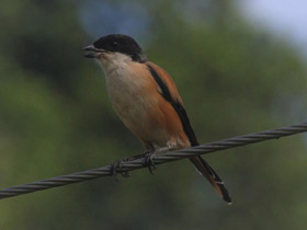 Смотреть фото Длиннохвостый сорокопут Фото Длиннохвостый сорокопут
