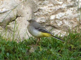 Фото Горная трясогузка