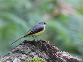 Фото Горная трясогузка