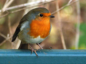 Смотреть фото Зарянка Фото Зарянка