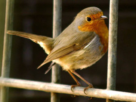 Смотреть фото Зарянка Фото Зарянка