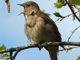 Смотреть фото Звуки животных Фото Звуки животных