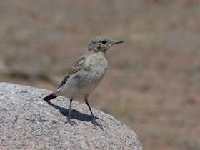 Смотреть фото Храбрецы и трусы Фото Храбрецы и трусы