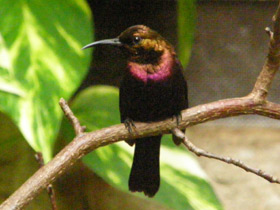 Фото Медная нектарница