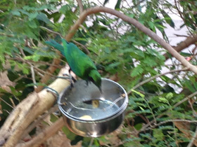 Фото Малахитовая нектарница