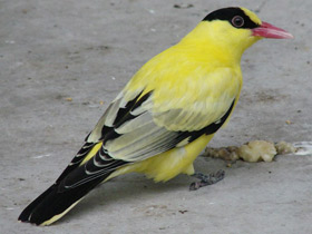 Китайская черноголовая иволга