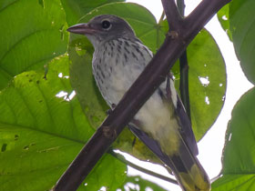 Смотреть фото Большеклювая иволга Фото Большеклювая иволга