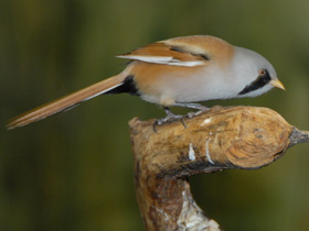 Фото Усатая синица
