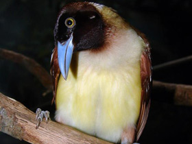 Малая райская птица