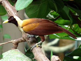 Красная райская птица