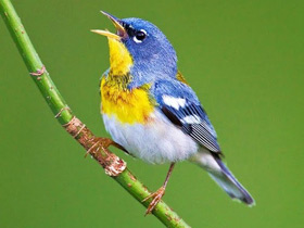 Белоглазая парула