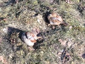 Смотреть фото Городской, или домовый воробей Фото Городской, или домовый воробей