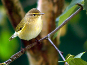 Смотреть фото Пеночка-теньковка Фото Пеночка-теньковка