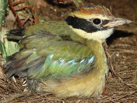 Фото Питта-нимфа