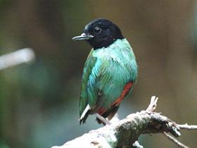 Фото Черноголовая питта