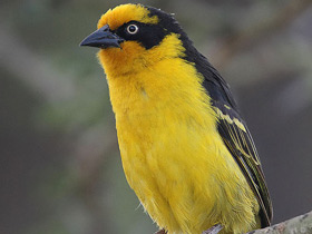 Фото Черноухий ткач