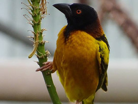 Фото Большой масковый ткач