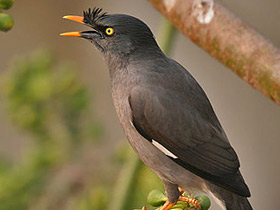 Бурая майна