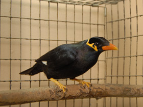 Смотреть фото Священная майна Фото Священная майна