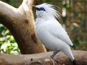 Фото Балийский скворец