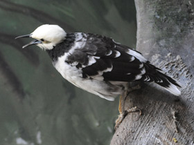 Смотреть фото Черношейный скворец Фото Черношейный скворец