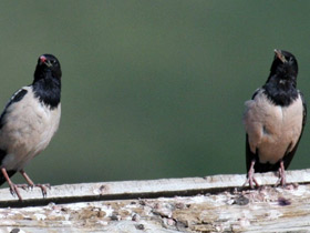 Смотреть фото Розовый скворец Фото Розовый скворец