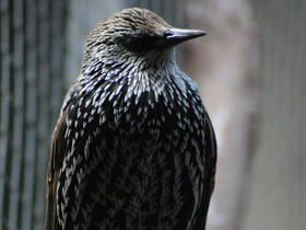 Смотреть фото Обыкновенный скворец Фото Обыкновенный скворец