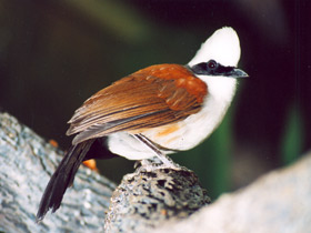 Белохохлая тимелия