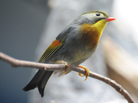 Китайский соловей