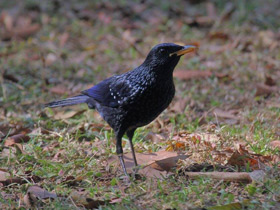 Смотреть фото Синяя птица Фото Синяя птица