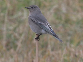 Смотреть фото Голубая сиалия Фото Голубая сиалия