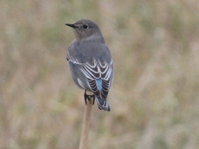 Голубая сиалия