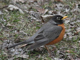 Фото Странствующий дрозд