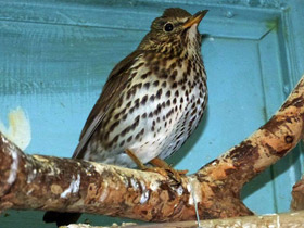 Смотреть фото Певчий дрозд Фото Певчий дрозд