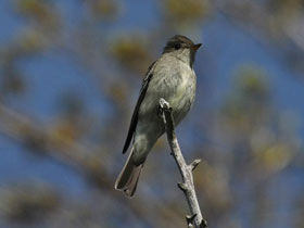Смотреть фото Восточный лесной пиви Фото Восточный лесной пиви