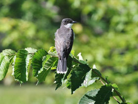 Смотреть фото Королевский тиранн Фото Королевский тиранн
