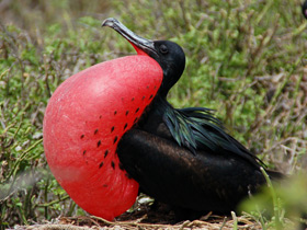 Фото Великолепный фрегат