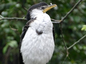 Смотреть фото Малый пёстрый баклан Фото Малый пёстрый баклан