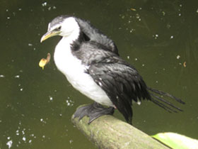 Смотреть фото Малый пёстрый баклан Фото Малый пёстрый баклан