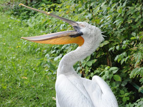 Смотреть фото Кудрявый пеликан Фото Кудрявый пеликан