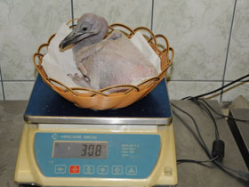 Смотреть фото Кудрявый пеликан Фото Кудрявый пеликан